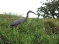 White-faced Heron